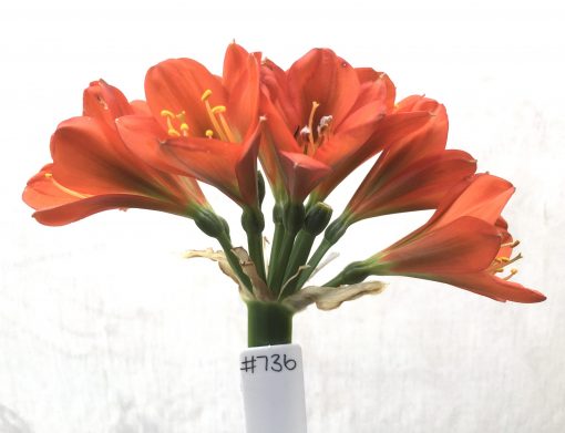 SH736 Mid to dark peach Clivia miniata with dark green throat