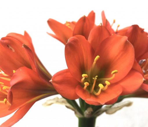 SH736 Mid to dark peach Clivia miniata with dark green throat - Image 2