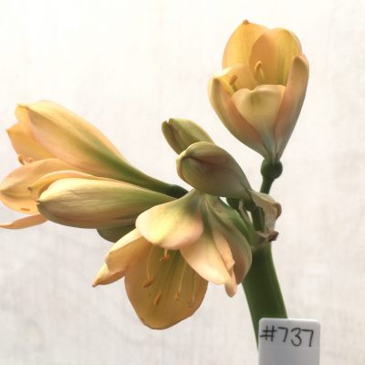 SH737 Mid peach Clivia miniata with green throat