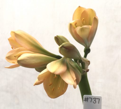 SH737 Mid peach Clivia miniata with green throat