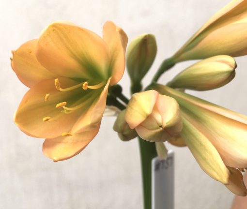 SH737 Mid peach Clivia miniata with green throat - Image 2