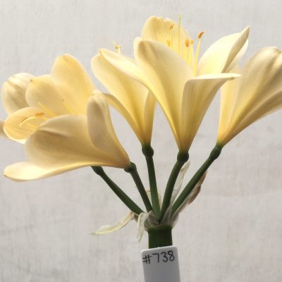 SH738 Cream Clivia miniata with yellow throat