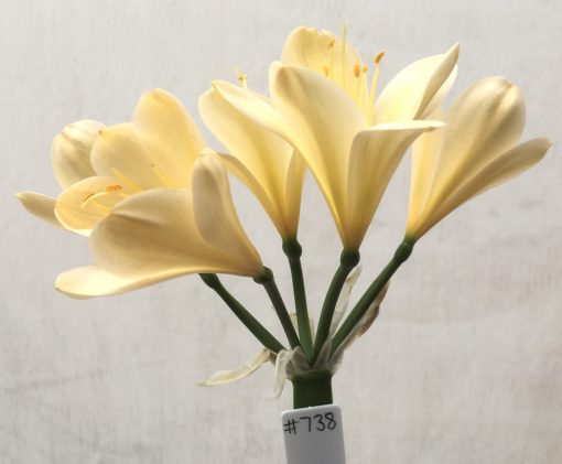 SH738 Cream Clivia miniata with yellow throat