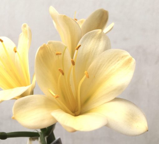 SH738 Cream Clivia miniata with yellow throat - Image 2