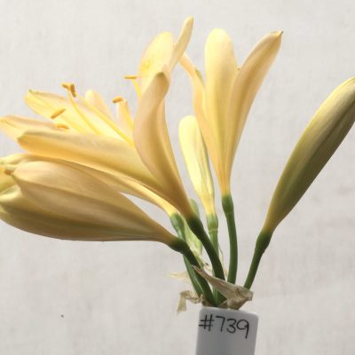 SH739 Light peach Clivia miniata
