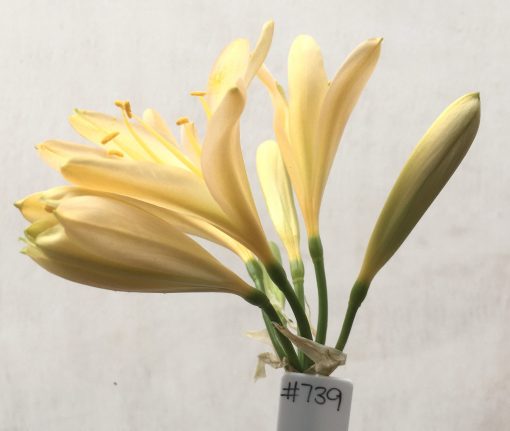 SH739 Light peach Clivia miniata