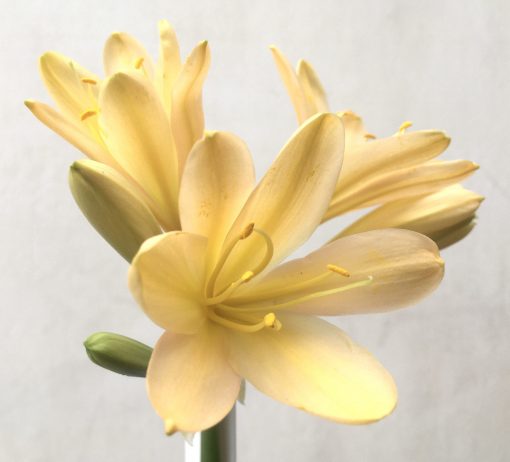 SH739 Light peach Clivia miniata - Image 2