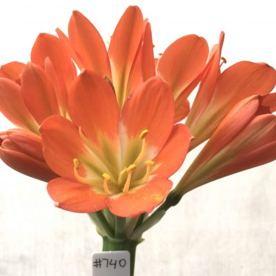 SH740 Dark orange Clivia miniata with mid green throat