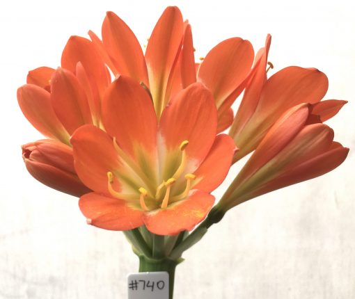 SH740 Dark orange Clivia miniata with mid green throat