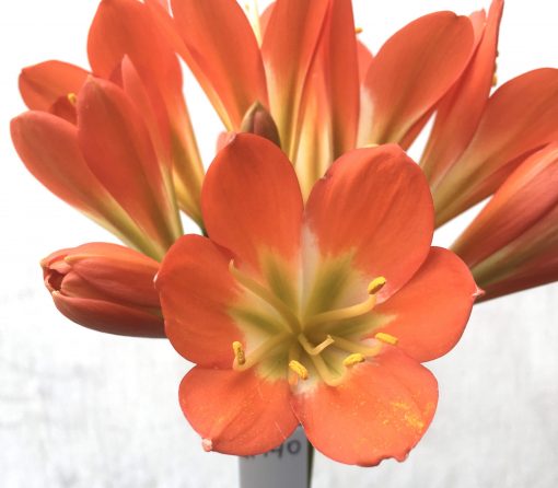 SH740 Dark orange Clivia miniata with mid green throat - Image 2