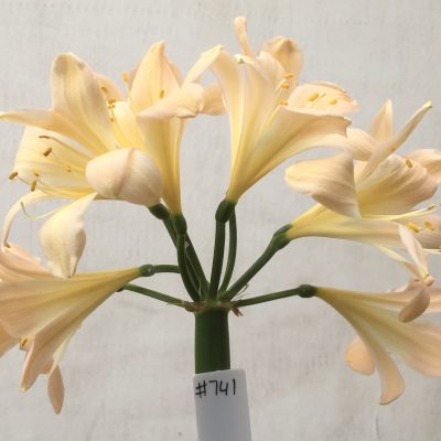 SH741 Light peachy pink Clivia miniata with some recurve to sepals