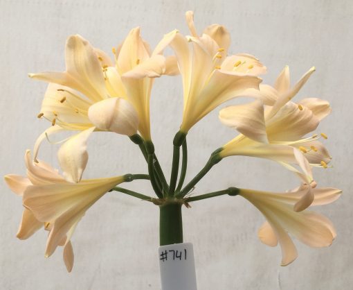 SH741 Light peachy pink Clivia miniata with some recurve to sepals