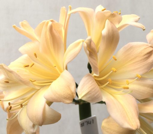 SH741 Light peachy pink Clivia miniata with some recurve to sepals - Image 2