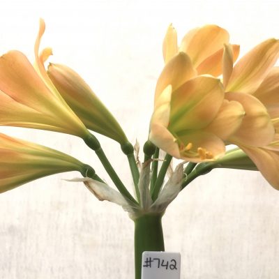 SH742 Mid peach Clivia miniata with lime green throat