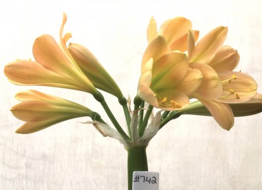 SH742 Mid peach Clivia miniata with lime green throat