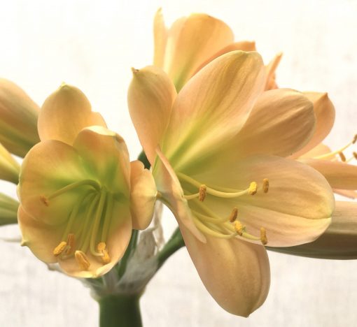 SH742 Mid peach Clivia miniata with lime green throat - Image 2
