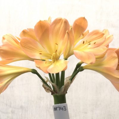SH743 Mid peach Clivia miniata with very open flowers