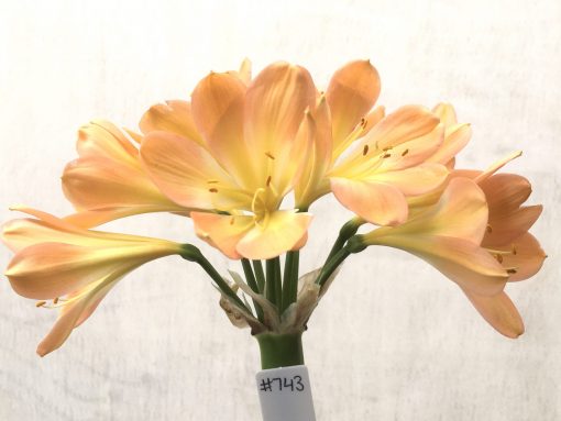 SH743 Mid peach Clivia miniata with very open flowers