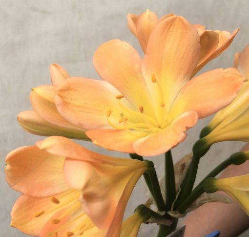 SH743 Mid peach Clivia miniata with very open flowers - Image 2