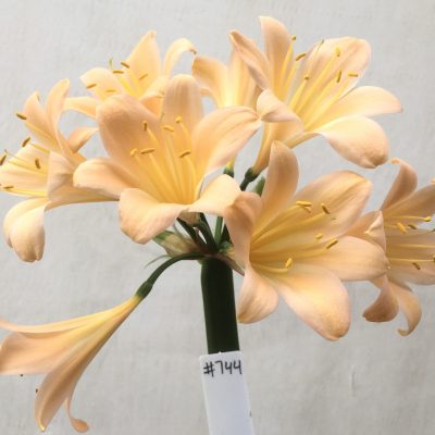 SH744 Light peachy pink Clivia miniata
