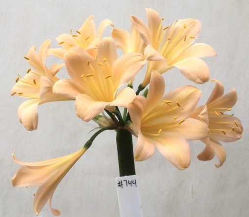 SH744 Light peachy pink Clivia miniata