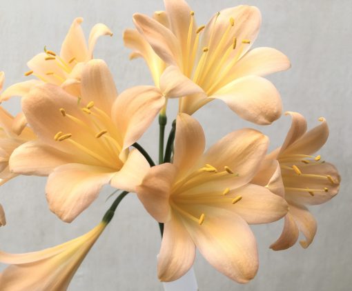 SH744 Light peachy pink Clivia miniata - Image 2