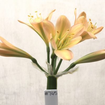 SH745 Mid peach Clivia miniata with dark green throat