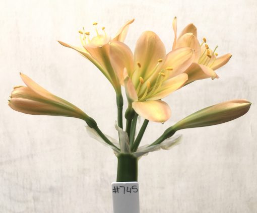 SH745 Mid peach Clivia miniata with dark green throat