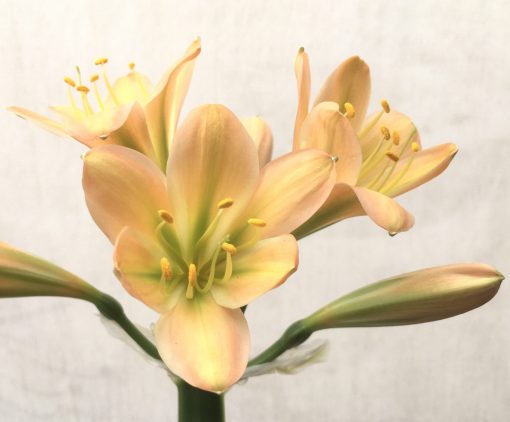 SH745 Mid peach Clivia miniata with dark green throat - Image 2