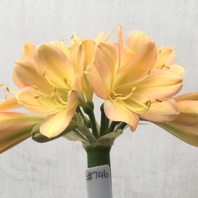 SH746 Mid peach Clivia miniata with strong pink tones