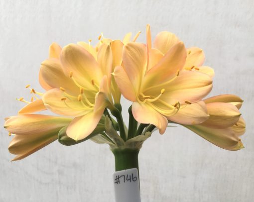 SH746 Mid peach Clivia miniata with strong pink tones