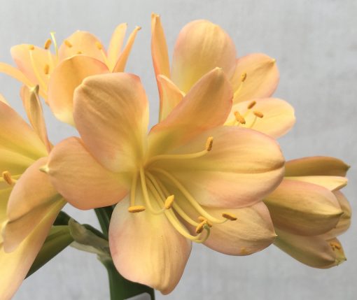 SH746 Mid peach Clivia miniata with strong pink tones - Image 2