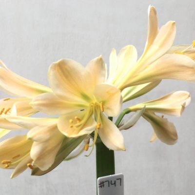 SH747 Light peach Clivia miniata with light green throat