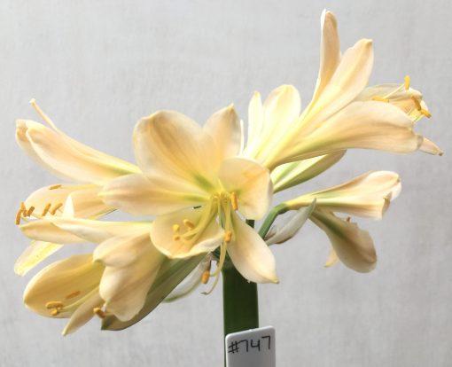 SH747 Light peach Clivia miniata with light green throat