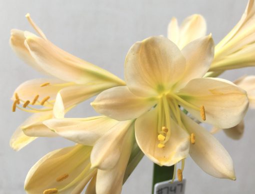 SH747 Light peach Clivia miniata with light green throat - Image 2