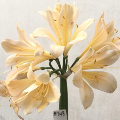 SH748 Light peach Clivia miniata