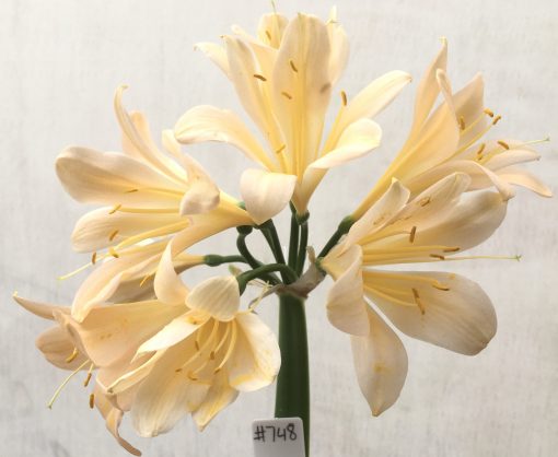 SH748 Light peach Clivia miniata