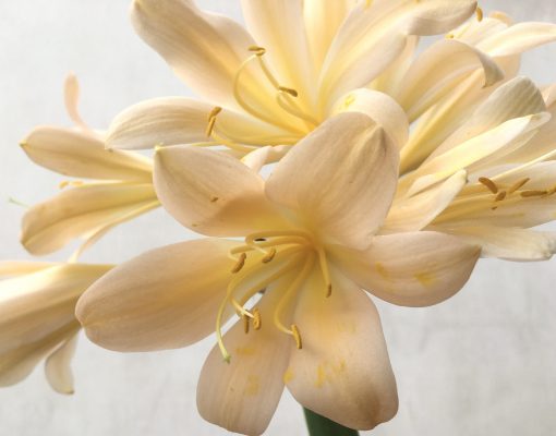 SH748 Light peach Clivia miniata - Image 2