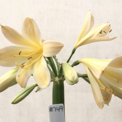 SH749 Very light peach Clivia miniata