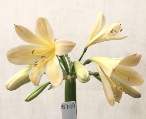 SH749 Very light peach Clivia miniata