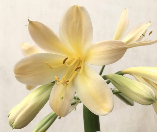 SH749 Very light peach Clivia miniata - Image 2