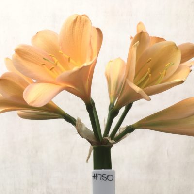SH750 Dark peachy pink Clivia miniata