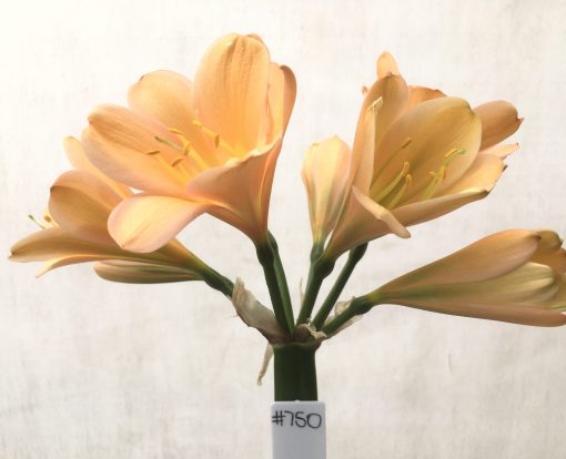 SH750 Dark peachy pink Clivia miniata