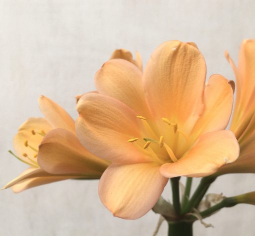 SH750 Dark peachy pink Clivia miniata - Image 2
