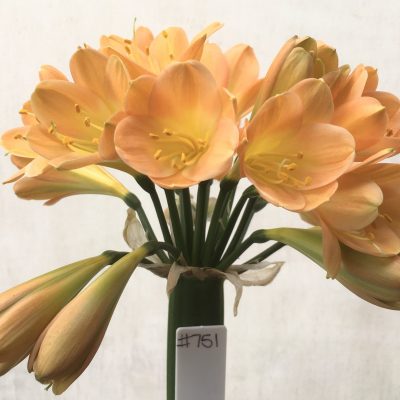 SH751 Dark peach Clivia miniata