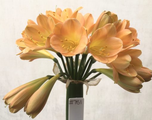 SH751 Dark peach Clivia miniata