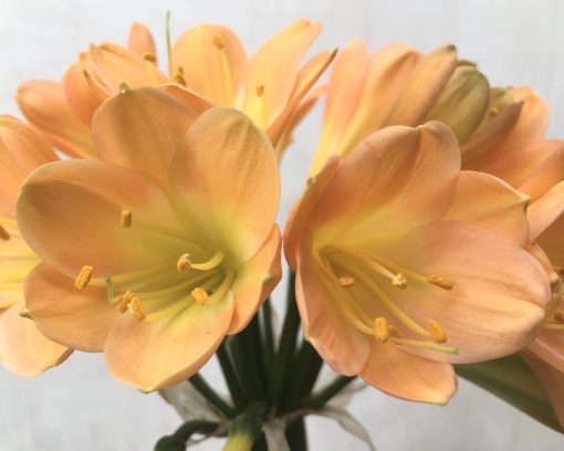 SH751 Dark peach Clivia miniata - Image 2