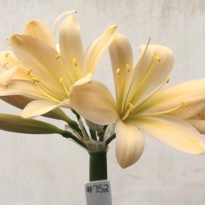 SH752 Light peachy pink Clivia miniata
