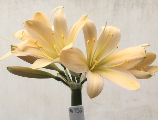 SH752 Light peachy pink Clivia miniata