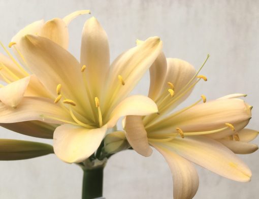SH752 Light peachy pink Clivia miniata - Image 2